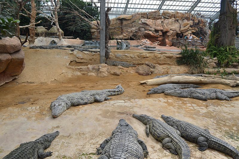 Krokodile in der Krokodilfarm Pierrelatte
Via Rhôna 2017
Keywords: Rad;2017;Frankreich