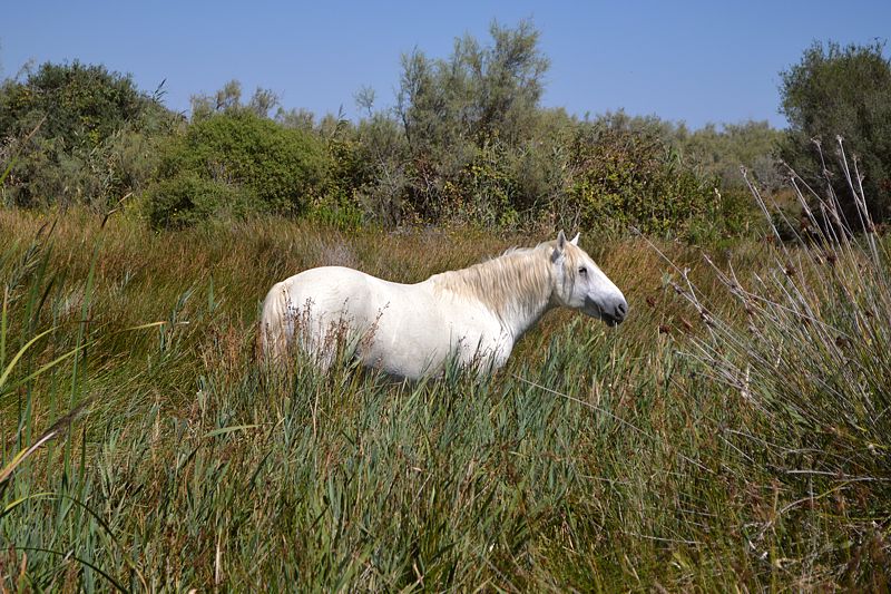 Camargue-Pferd
Via Rhôna 2017
Keywords: Rad;2017;Frankreich