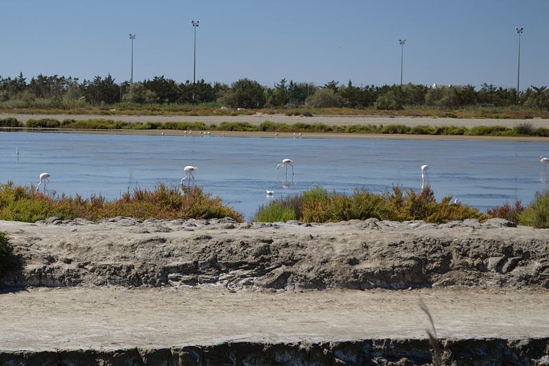 Camargue-Flamingos bei Saintes-Maries-de-la-Mer
Via Rhôna 2017
Keywords: Rad;2017;Frankreich