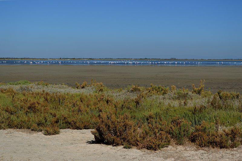 Étang de Vaccarès mit Flamingos
Via Rhôna 2017
Keywords: Rad;2017;Frankreich