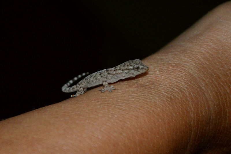 Mini-Gecko Camping Châteauneuf-du-Pape
Via Rhôna 2017
Keywords: Rad;2017;Frankreich